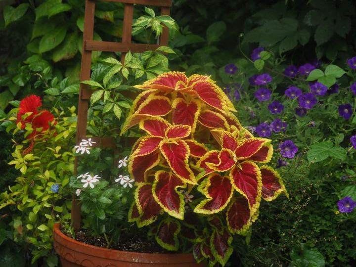 P7277174
