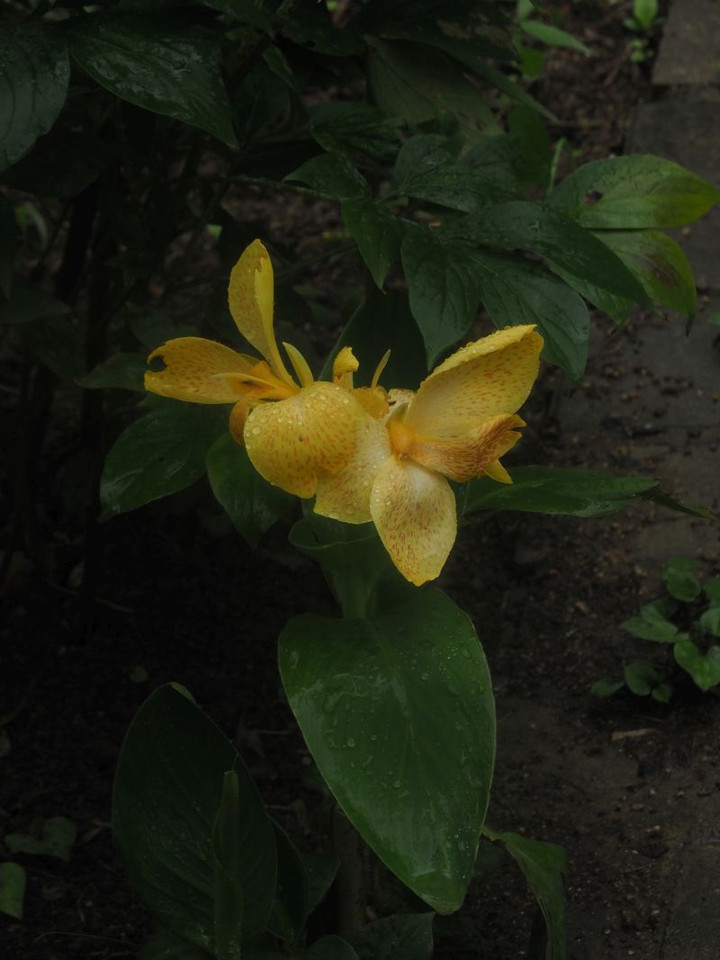 P7277178