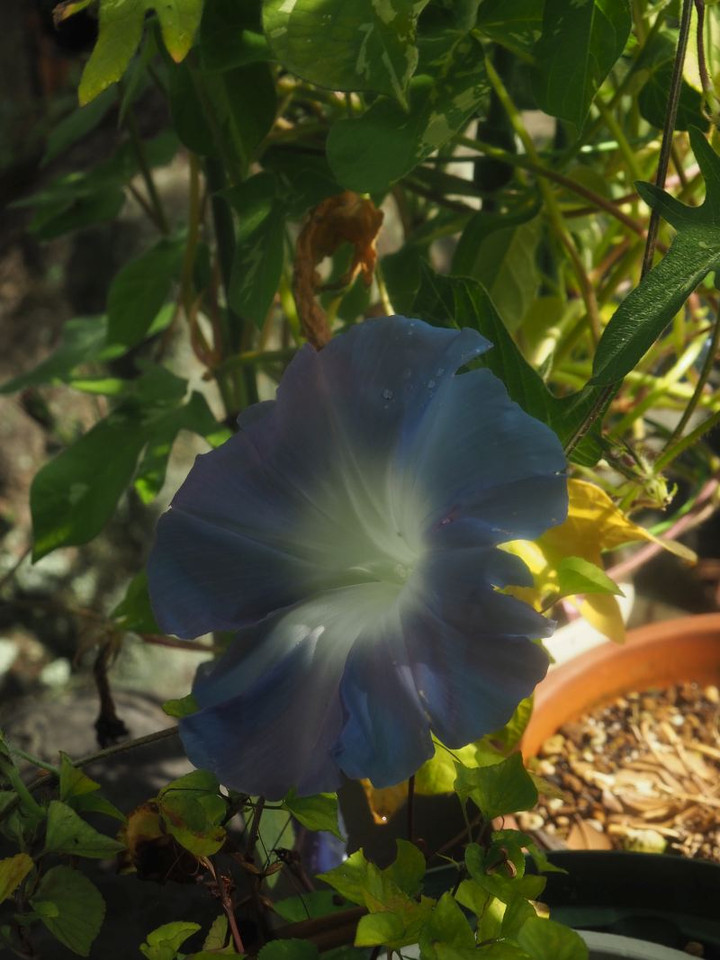 P7287189