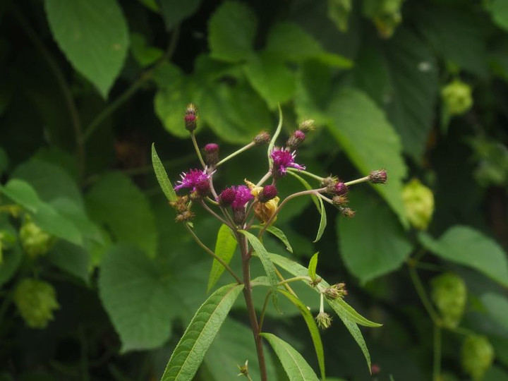 P7287204