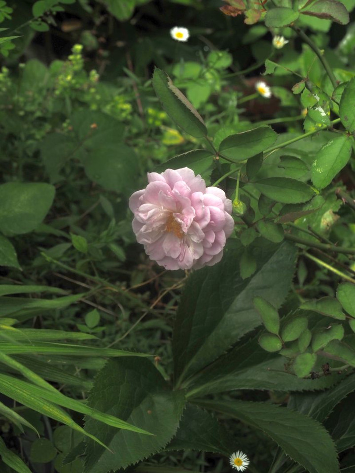 P7297214