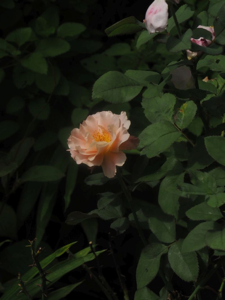 P7297215