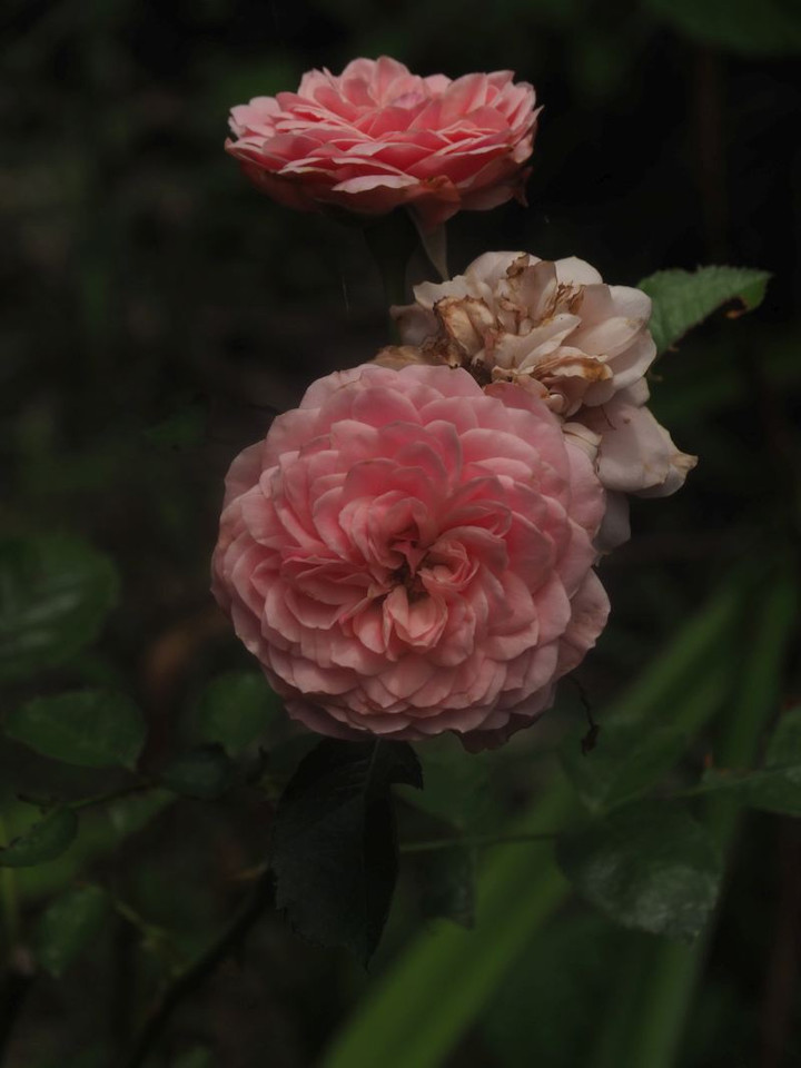 P7297219