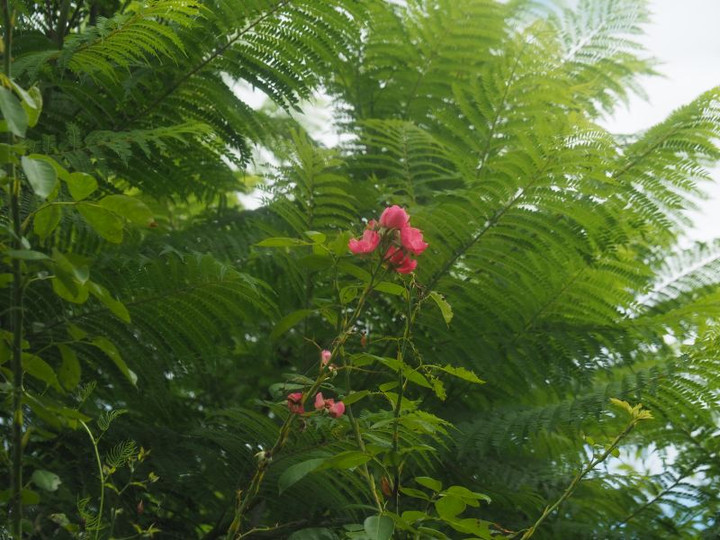P7297225
