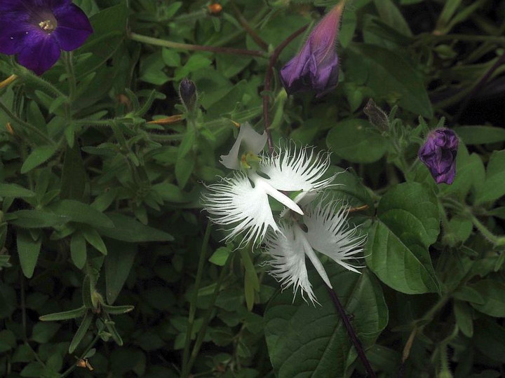 P7297230