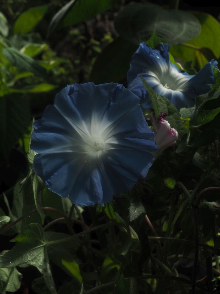 P7307236