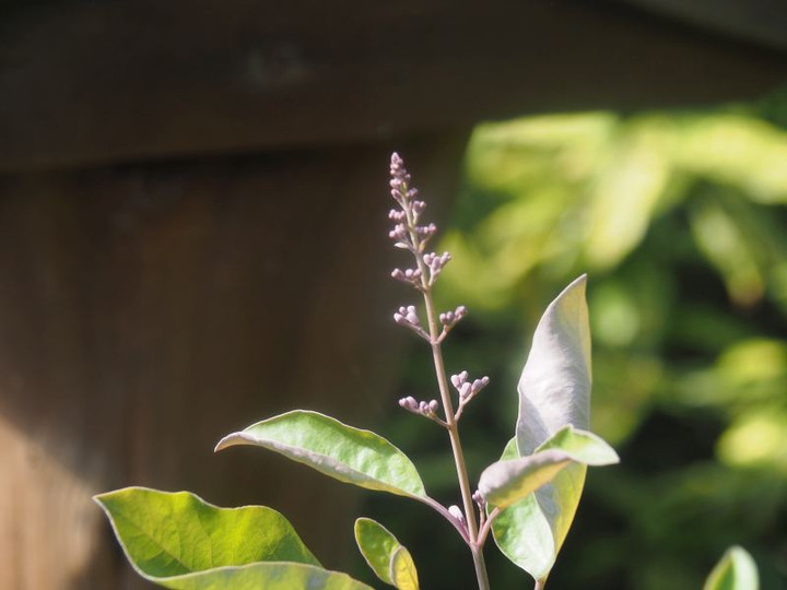 P7307240