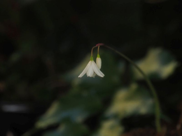P7307245