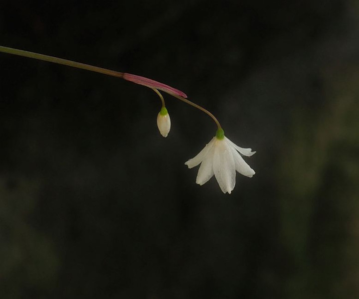 P7307246