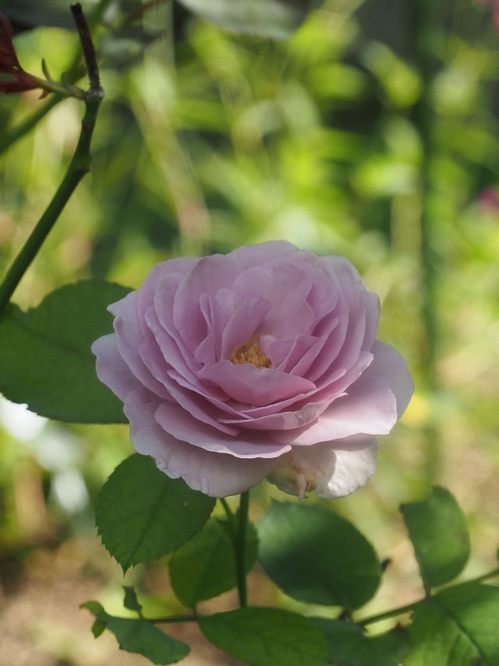 P7307254