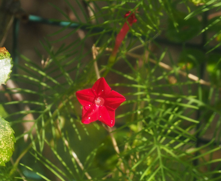 P7307266