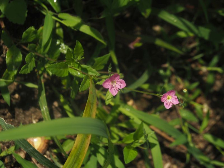 P7307268