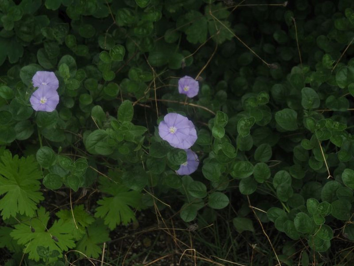 P7307273