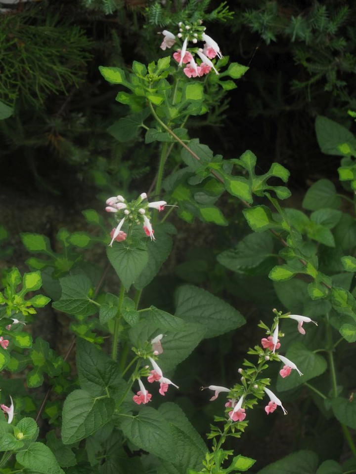 P7307274