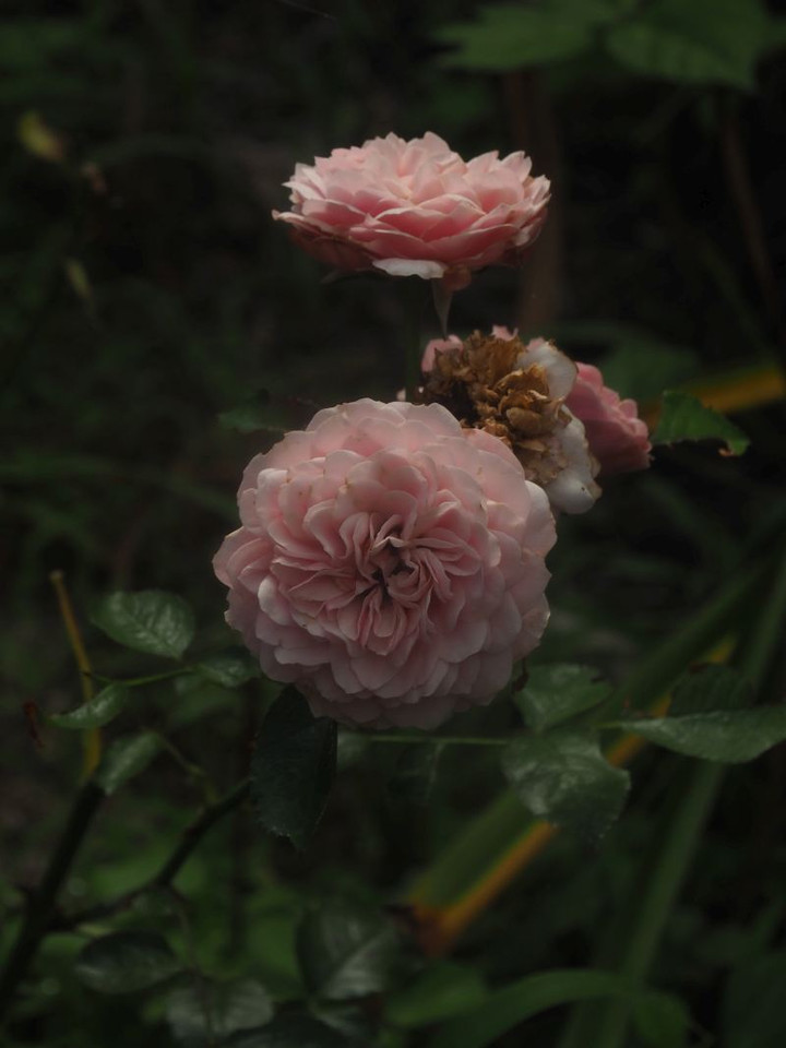 P8017299