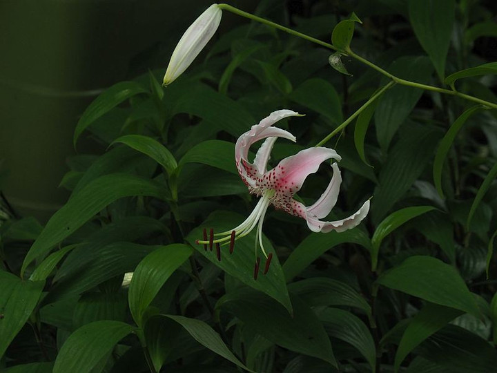 P8037631