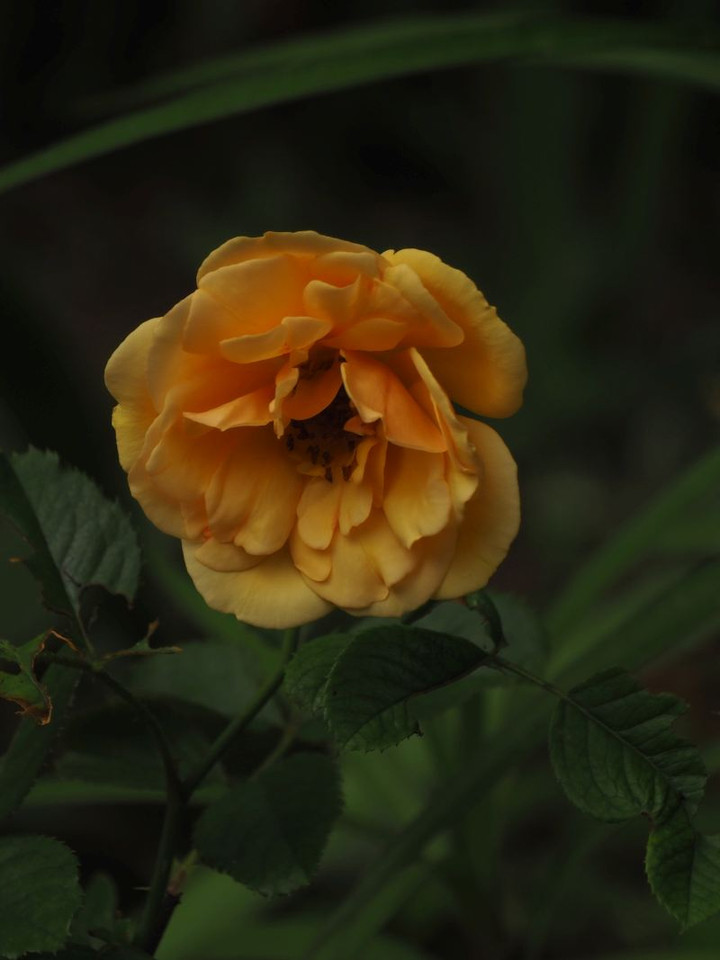P8047645