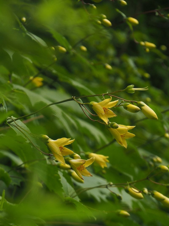 P8027403kirenngesyouma