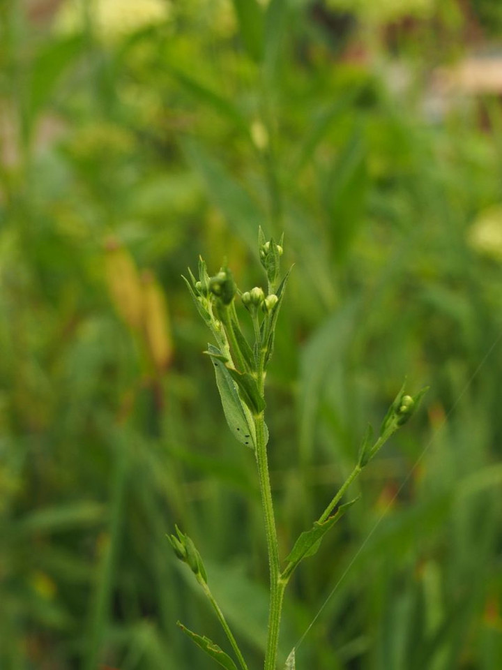P8098188