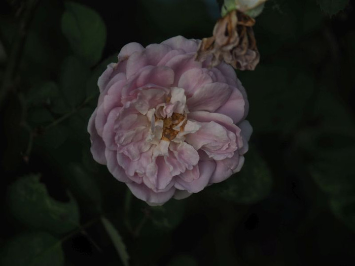 P8098202