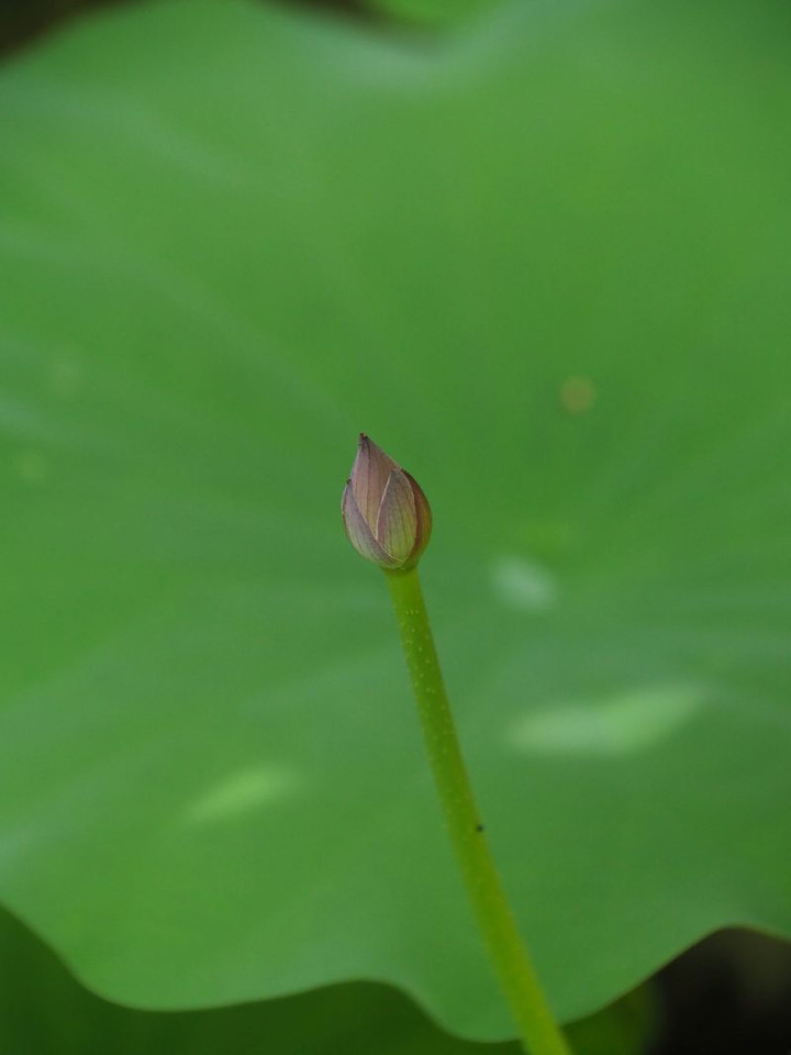 P8108209
