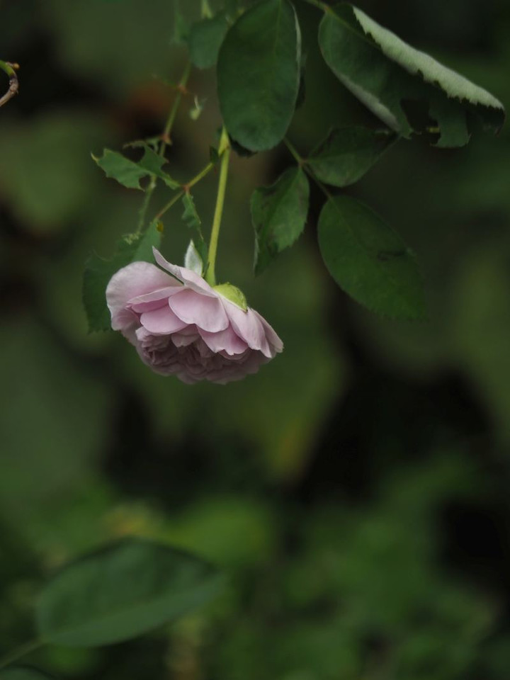 P8108217