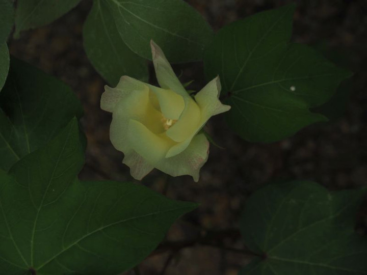 P8108226