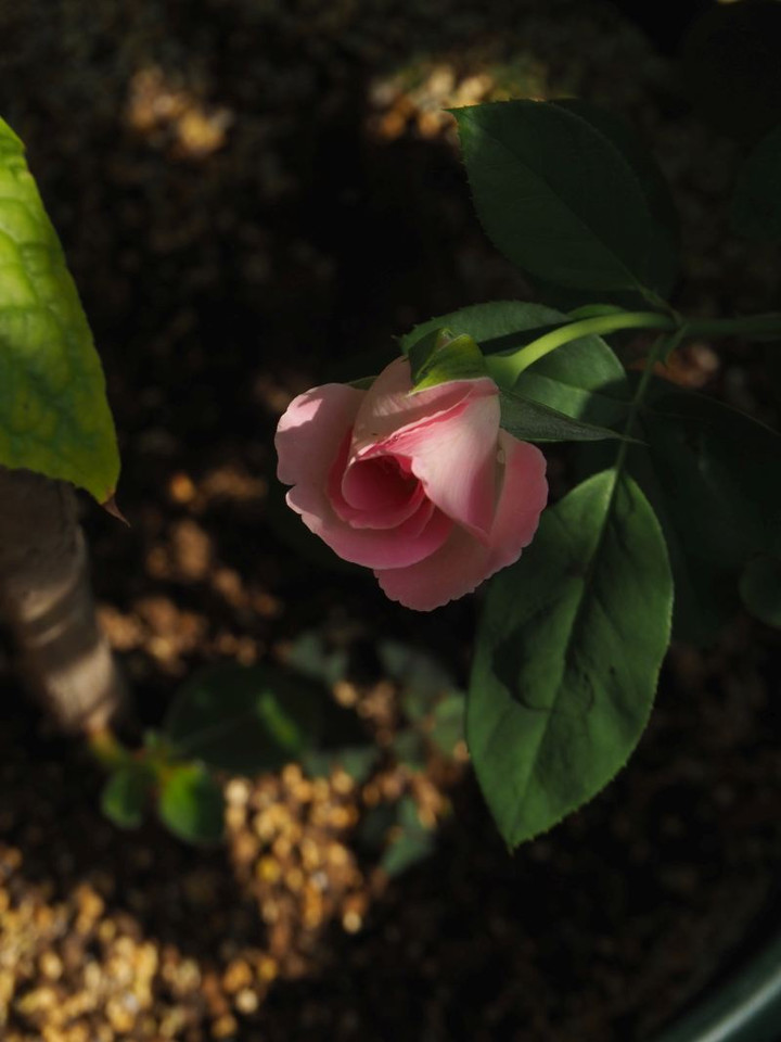 P8118244