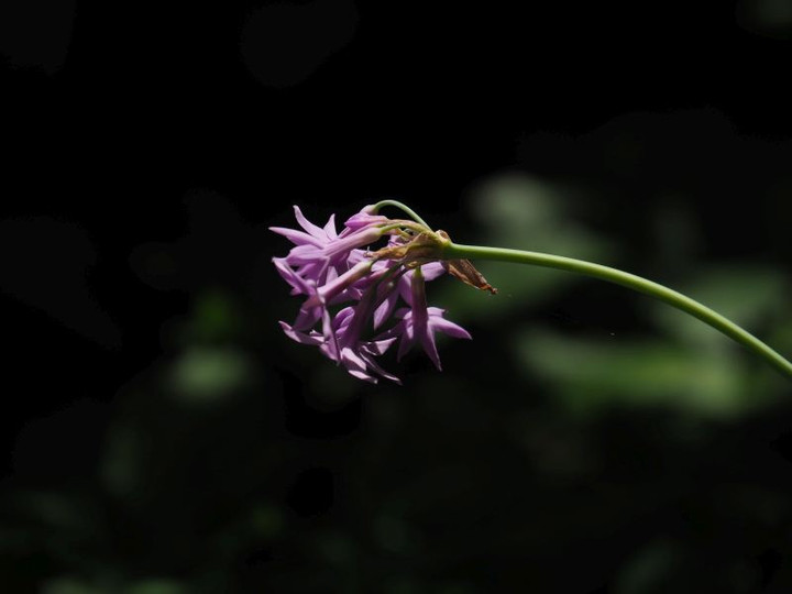 P8128265