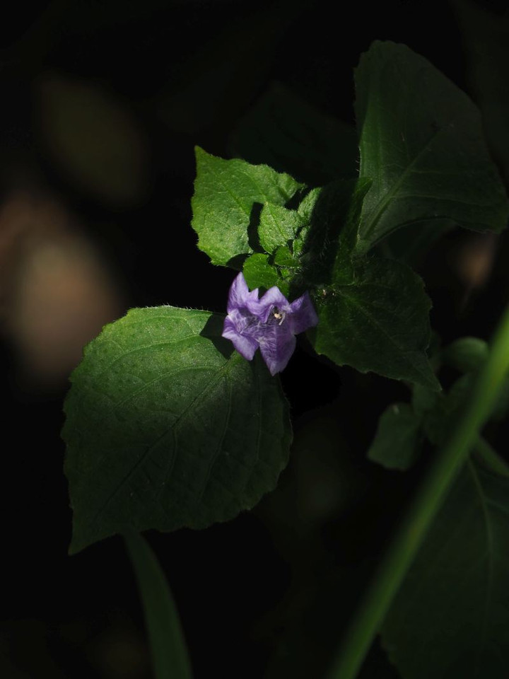 P8128266