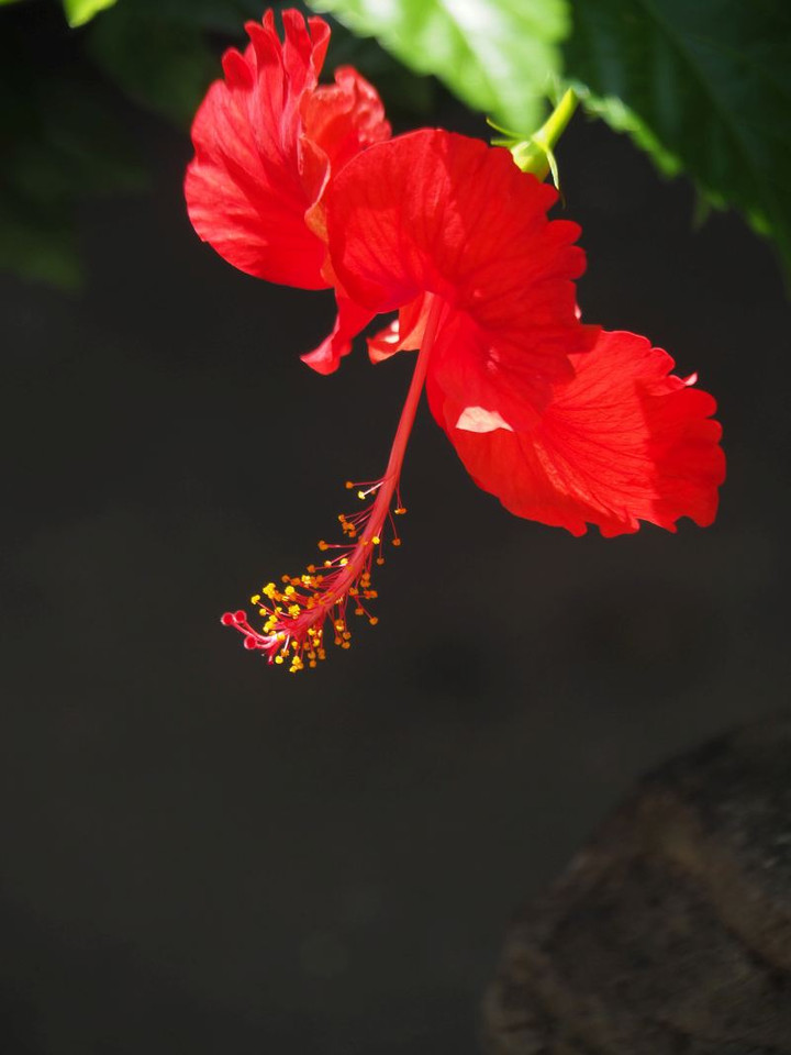 P8138288