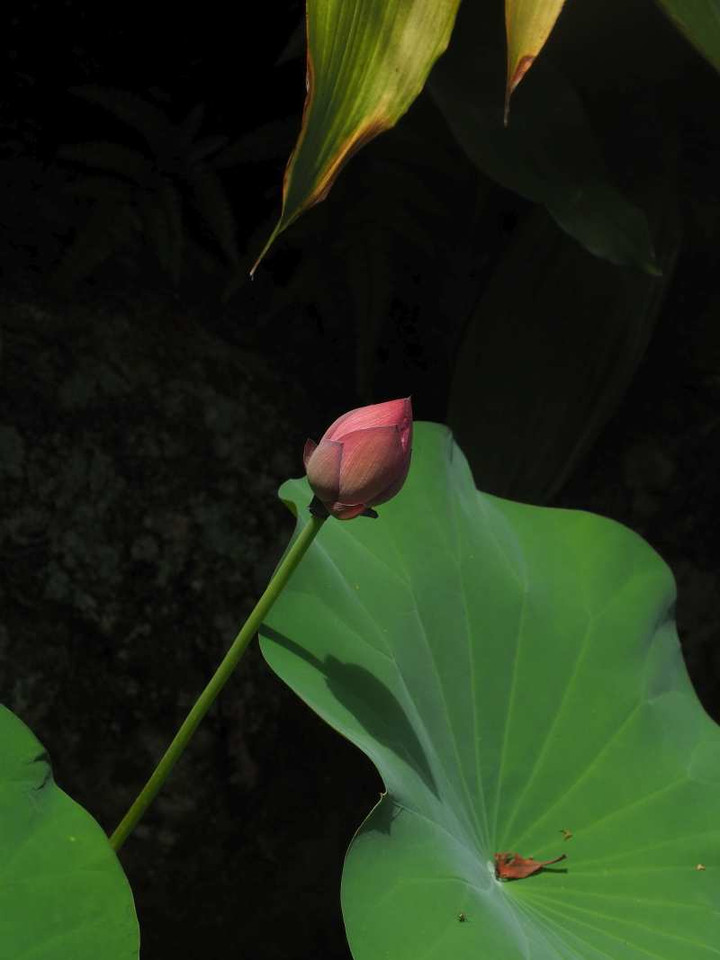 P8178327