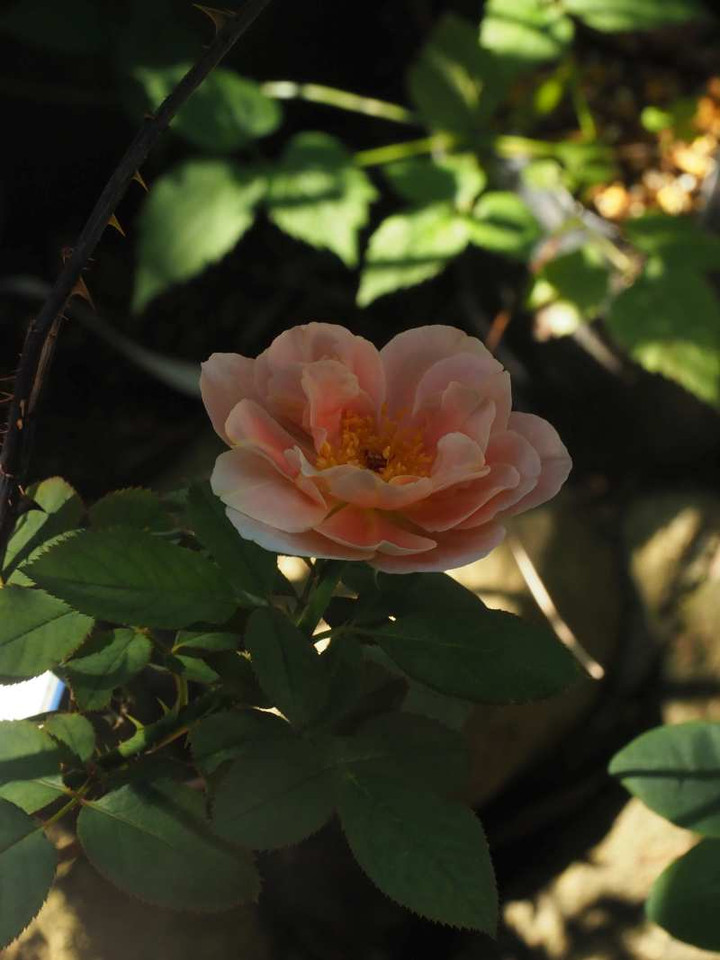 P8188335