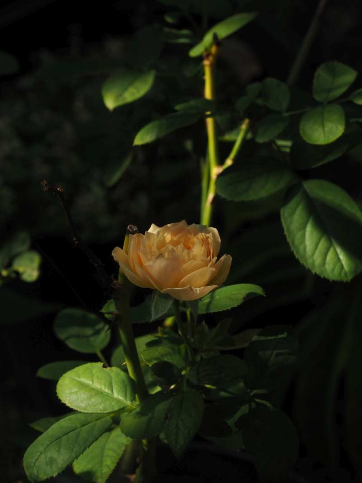 P8188336