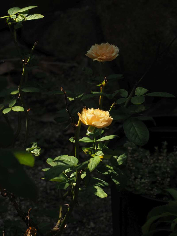 P8188337