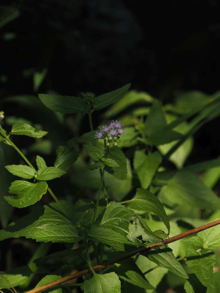 P8188340