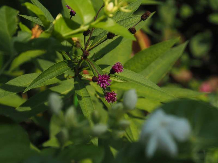 P8208379