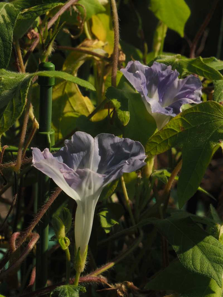 P8218387