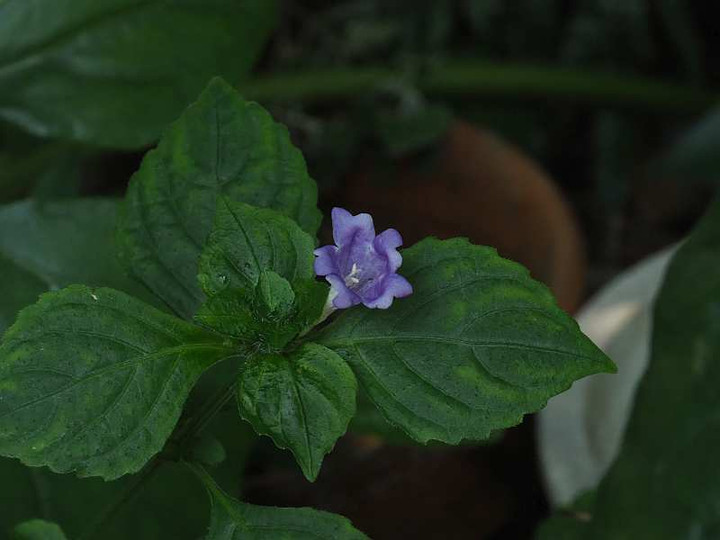 P8218388