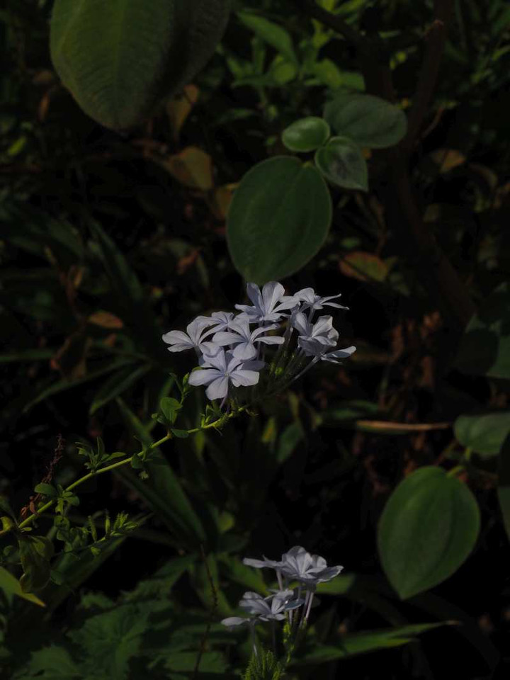 P8218391