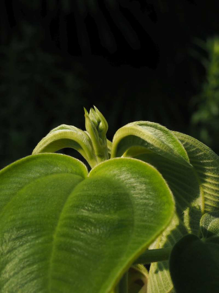 P8218392