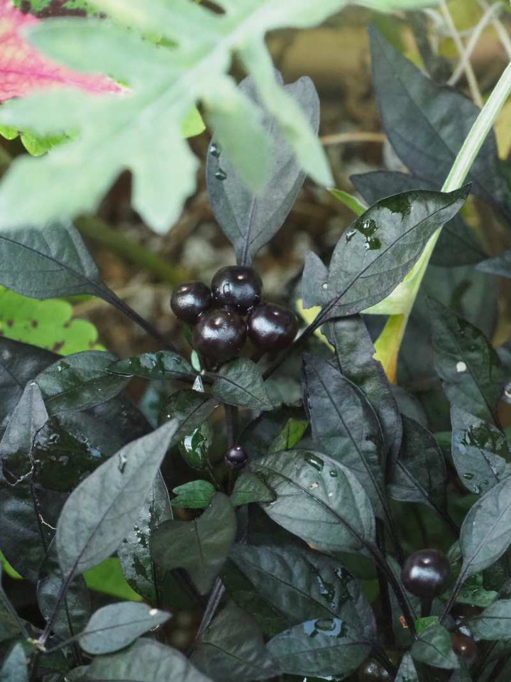 P8218394burakkuparu