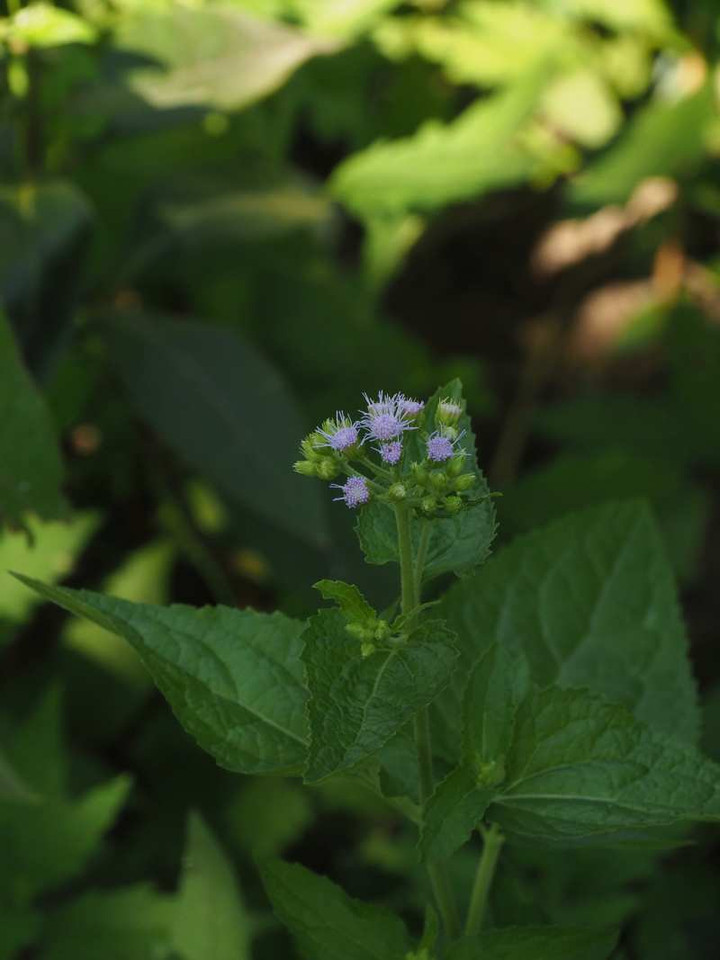 P8228402