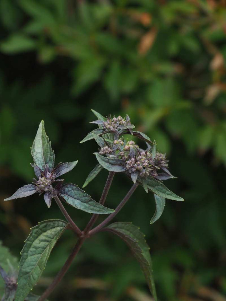 P8228405