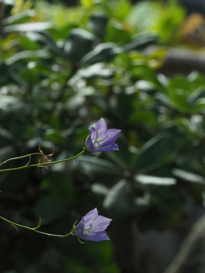 P8248592
