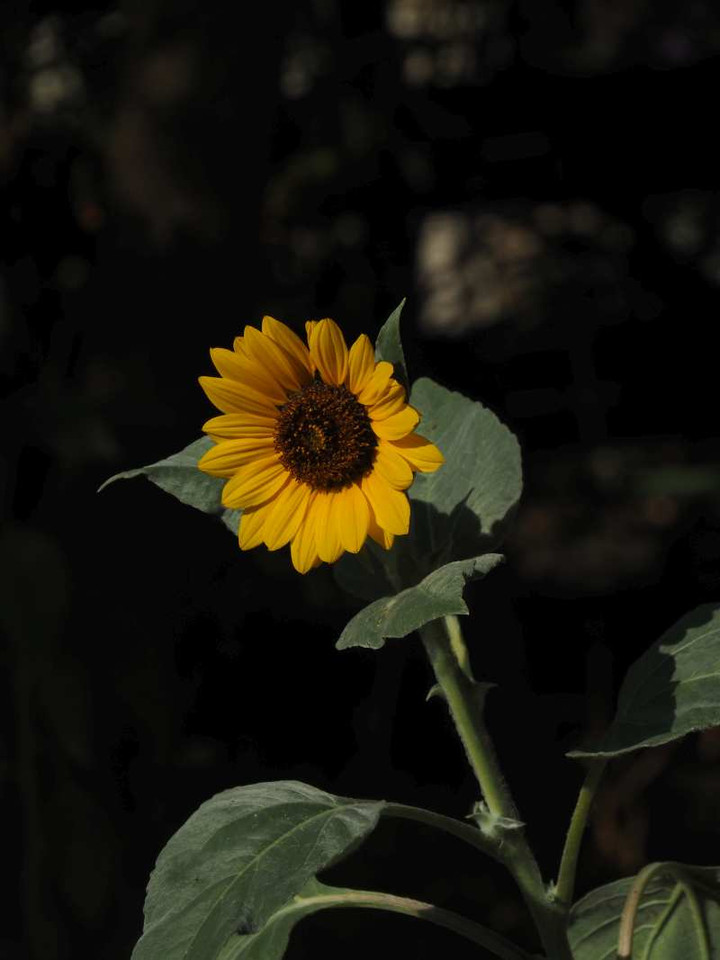 P8268614