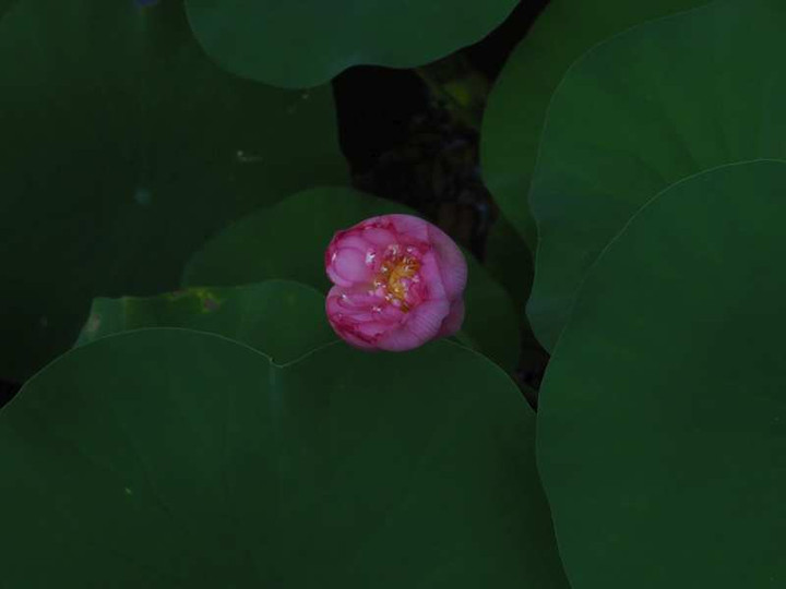 P8268618