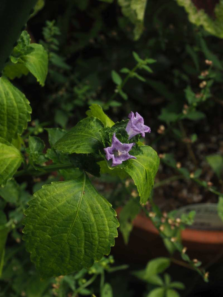 P8278627
