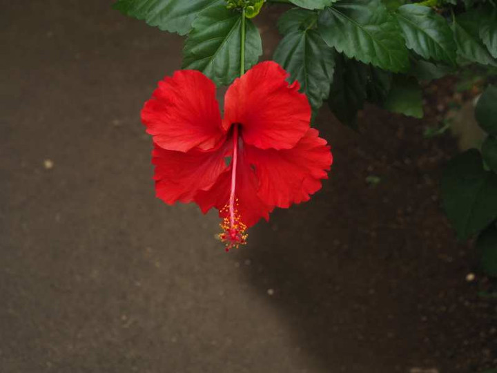 P8278628