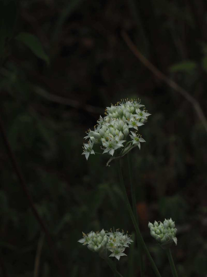 P8278634